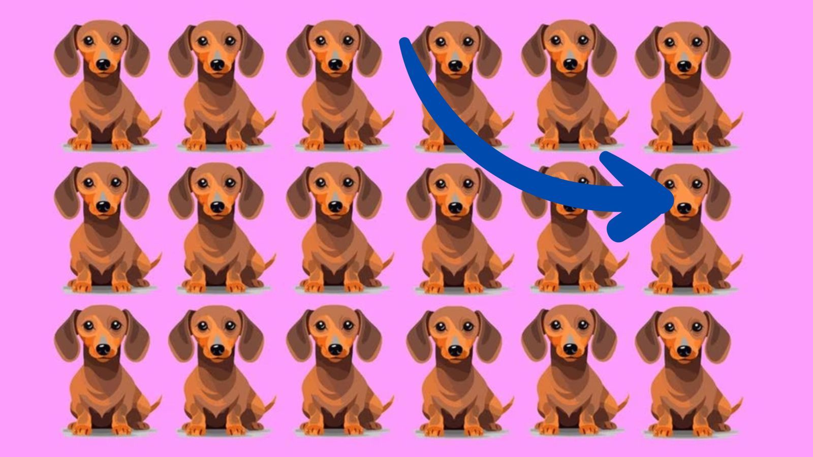 teckel-puzzel-drijft-internet-tot-waanzin-slechts-2-ziet-het